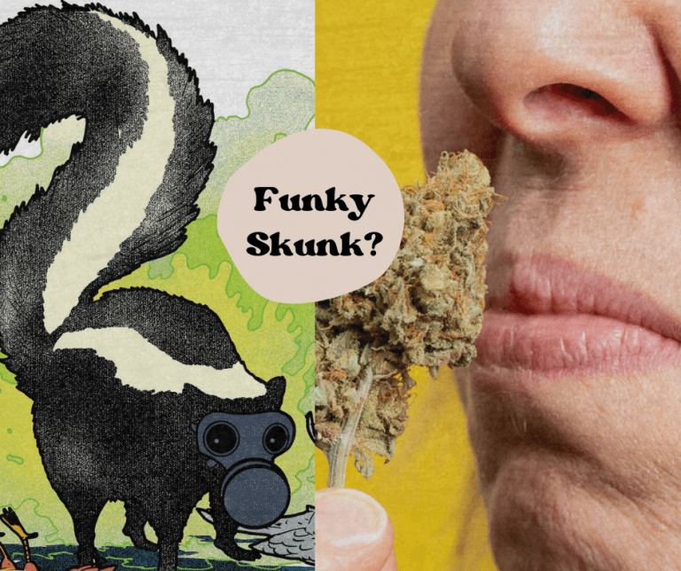 Top Reasons Why Cannabis Smells Like Skunk Read More