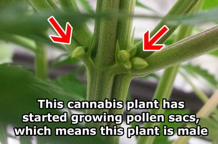 Male Pollen Sacs Cannabis Sm