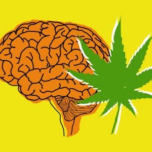 Could Cannabis Help Prevent COVID-19 - 7 Things to Know 5