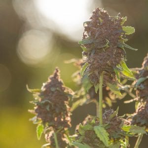 7 Crazy Differences Between Male and Female Weed Plants 2