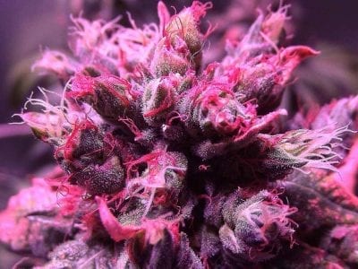Pink cannabis strain