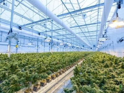 Top 4 of the most expensive Marijuanas in CBD Business