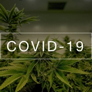 Top 4 New Strains to Maintain Your Weight Using CBD Products 2