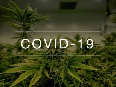 Cannabis Covid 19