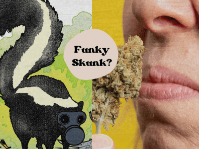Top 3 Reasons Why Cannabis Smells Like Skunk